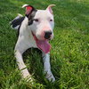 Diesel - Photo 9