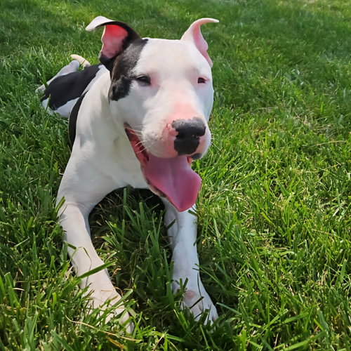 Photo of Diesel
