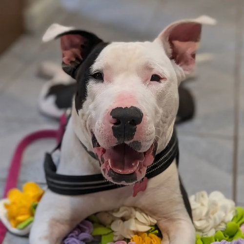 Photo of Diesel