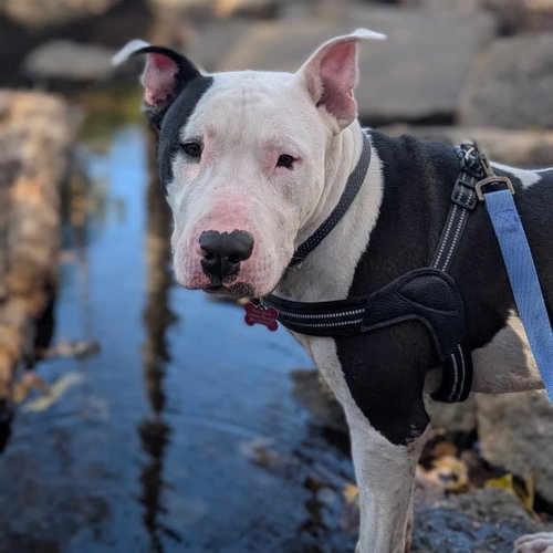 Photo of Diesel