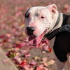 Diesel - Photo 6