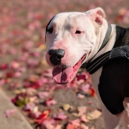 Photo of Diesel