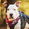 Diesel - Photo 1