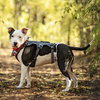 Diesel - Photo 2