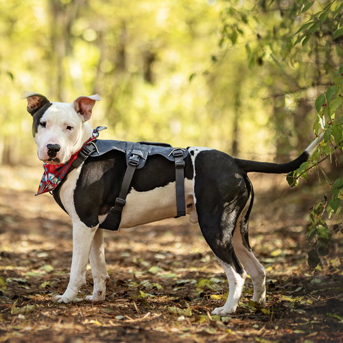 DIESEL - Bull Terrier available for adoption