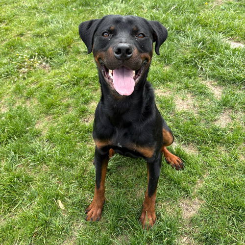 picture of the dog needing adoption