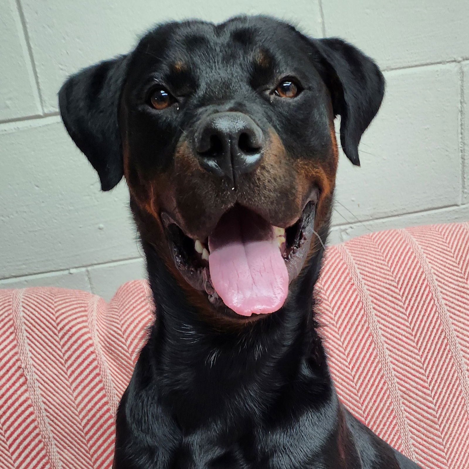 adoptable Dog in Normal, IL named Pyro