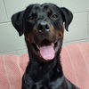 adoptable Dog in  named Pyro