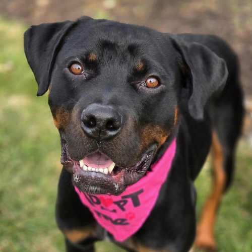 picture of the dog needing adoption