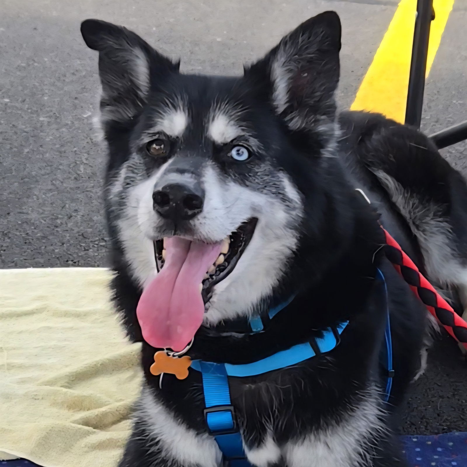 adoptable Dog in Normal, IL named Marshall