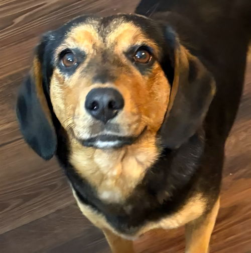 picture of the dog needing adoption