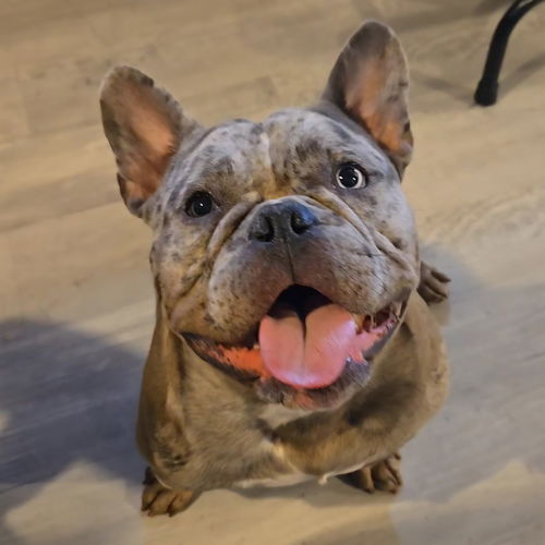 picture of the dog needing adoption