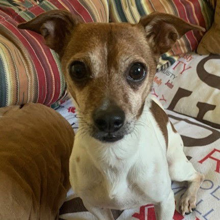 picture of the dog needing adoption