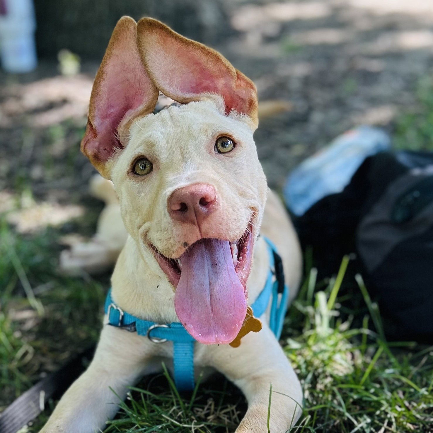 adoptable Dog in Normal, IL named Squirt