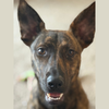 adoptable Dog in Normal, IL named Gwen