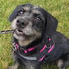 adoptable Dog in  named Bindi