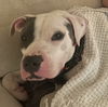 adoptable Dog in  named Clay