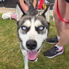 adoptable Dog in , IL named Aliya