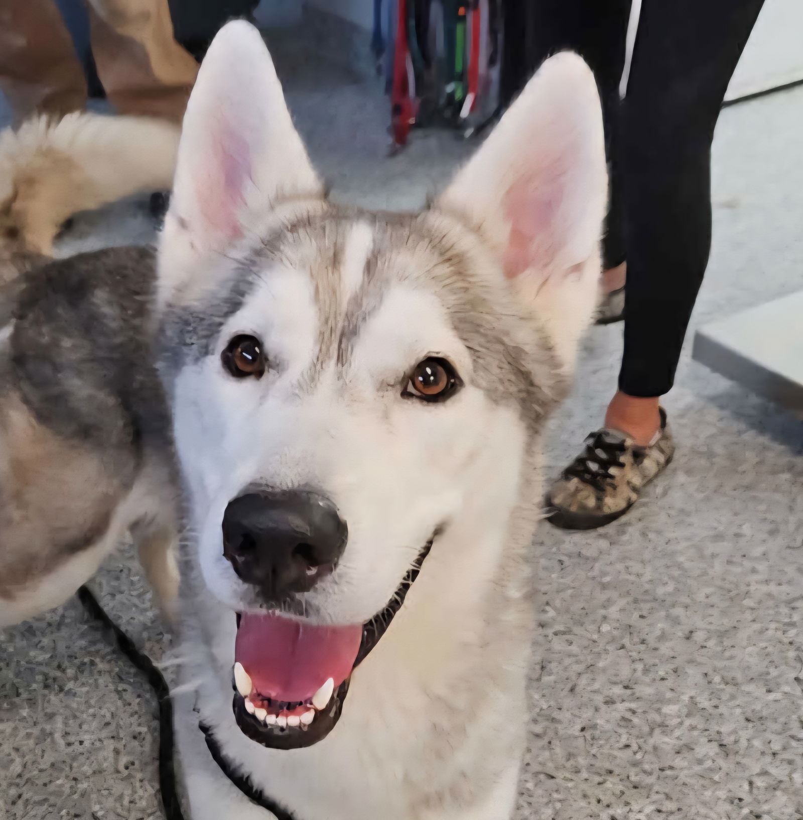 adoptable Dog in Normal, IL named Conan