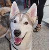 adoptable Dog in  named Conan