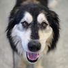 adoptable Dog in Normal, IL named Shad