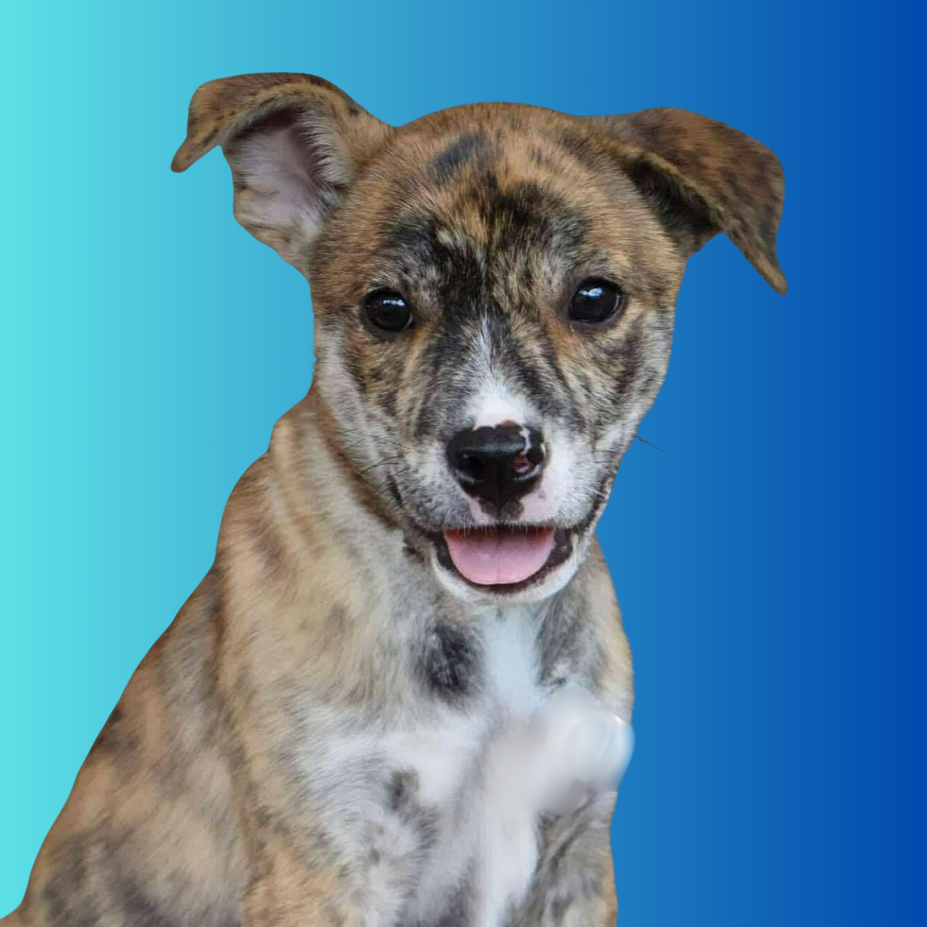 adoptable Dog in Normal, IL named Slush Puppie