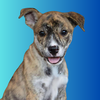 adoptable Dog in  named Slush Puppie