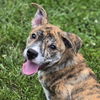 adoptable Dog in Normal, IL named Slush Puppie