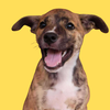 adoptable Dog in  named Pudding Pop