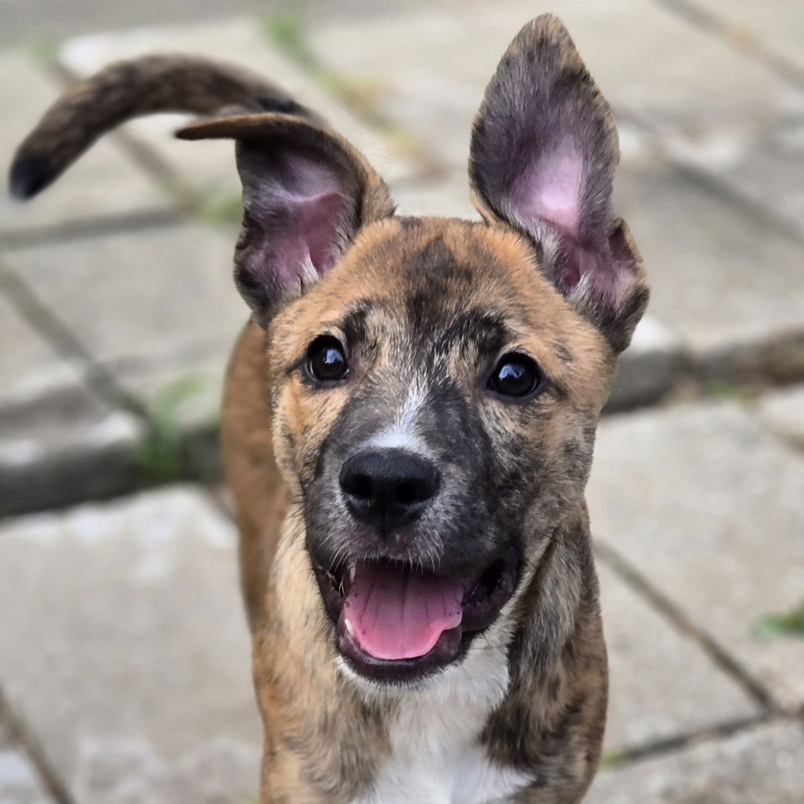 adoptable Dog in Normal, IL named Pudding Pop