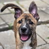 adoptable Dog in , IL named Pudding Pop