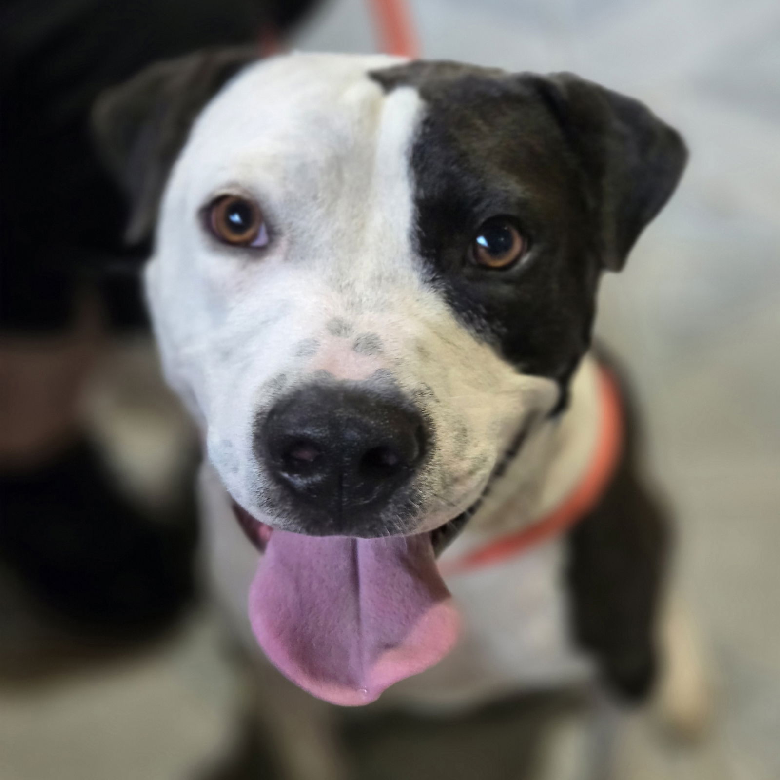 adoptable Dog in Normal, IL named Rio