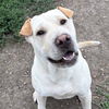 adoptable Dog in  named Danny Devito