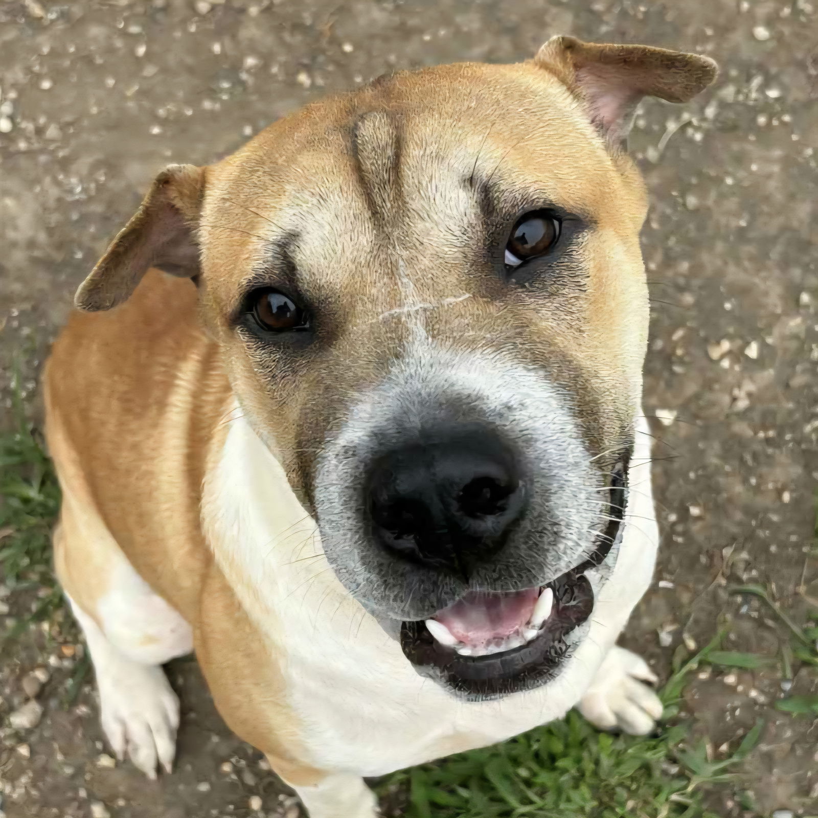 adoptable Dog in Normal, IL named Tony Danza
