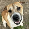 adoptable Dog in  named Tony Danza