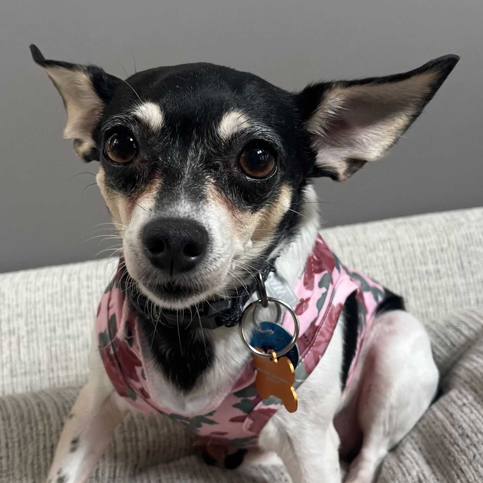 adoptable Dog in Normal, IL named Dixie