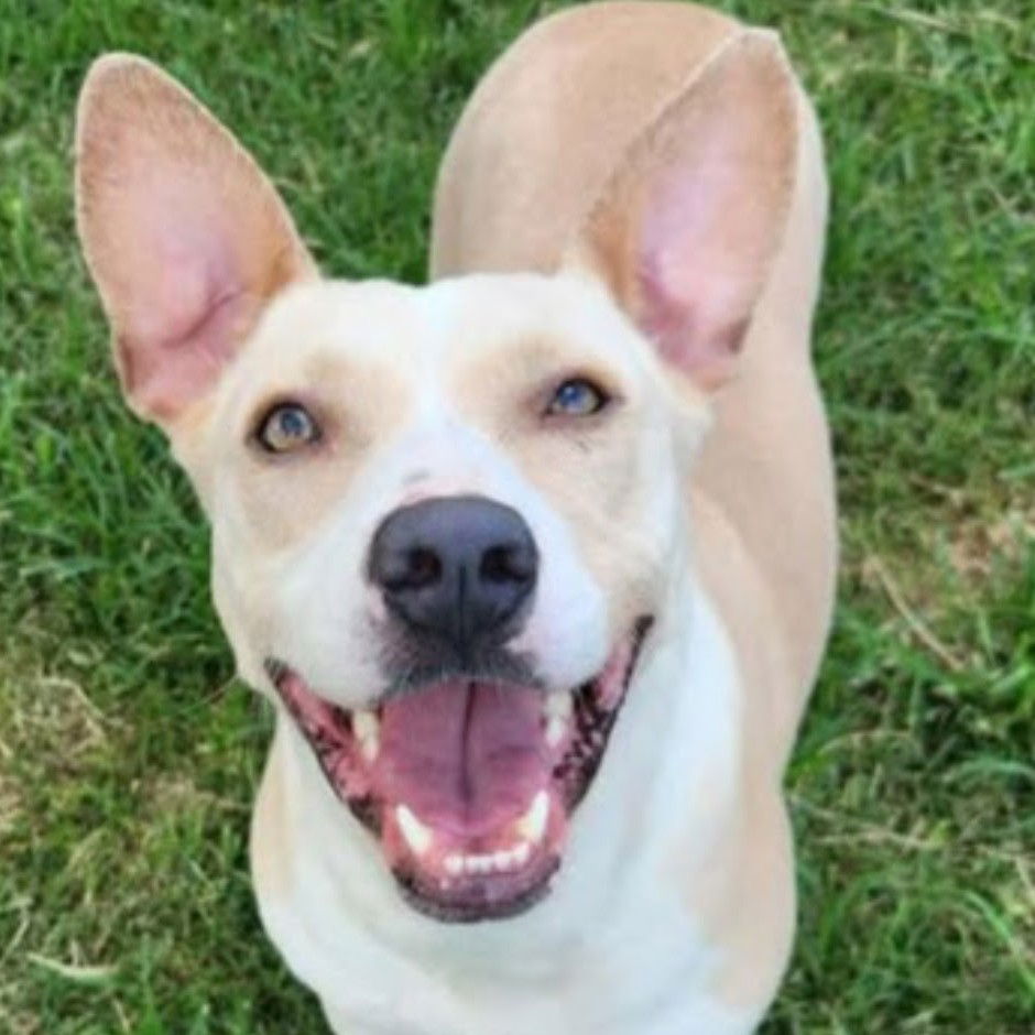 adoptable Dog in Normal, IL named Nilla