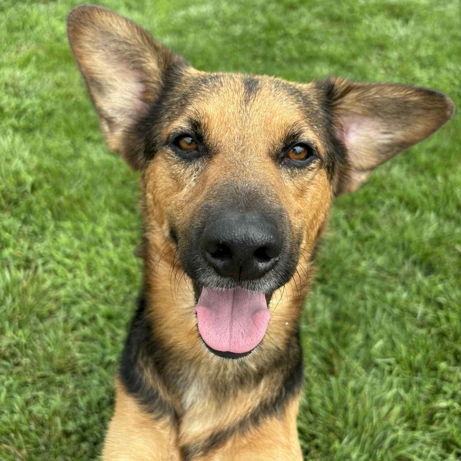 adoptable Dog in Normal, IL named Russell