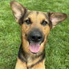 adoptable Dog in  named Russell