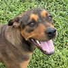 adoptable Dog in  named Razzle