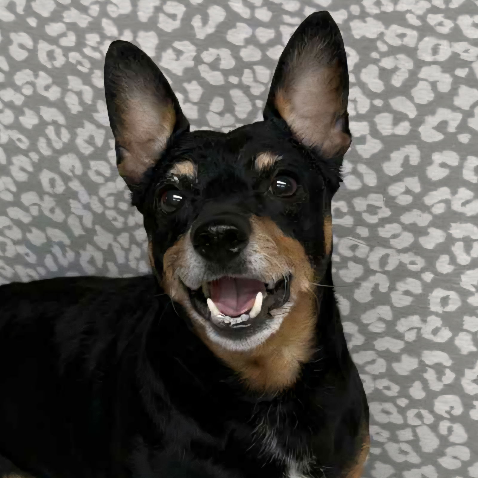 adoptable Dog in Normal, IL named Sammie