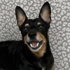 adoptable Dog in  named Sammie