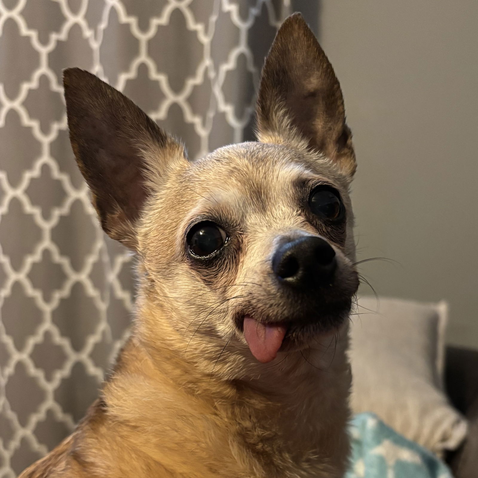 adoptable Dog in Normal, IL named Cocoa