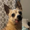 adoptable Dog in  named Cocoa