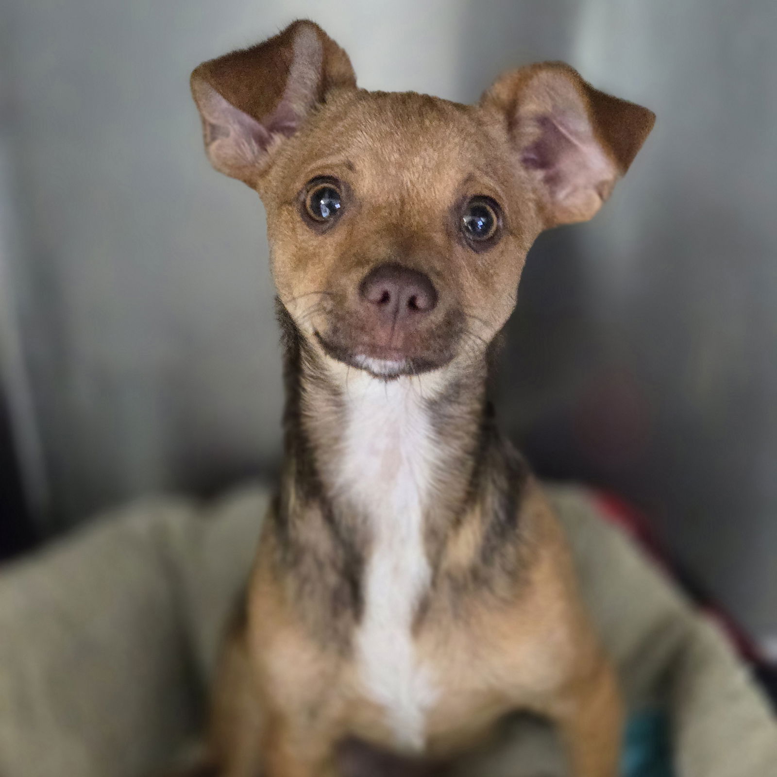 adoptable Dog in Normal, IL named Bob