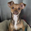 adoptable Dog in , IL named Bob
