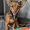 adoptable Dog in , IL named Billy