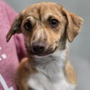 adoptable Dog in  named Albert