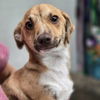 adoptable Dog in , IL named Albert