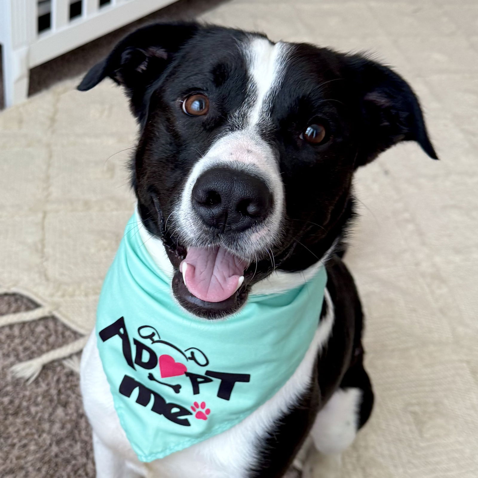adoptable Dog in Normal, IL named Dug